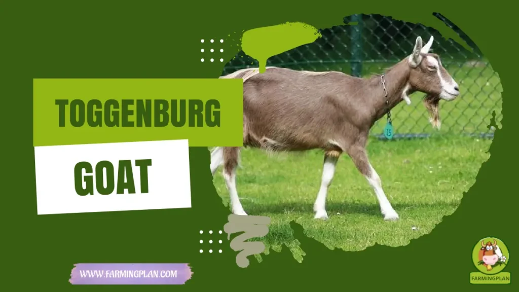 toggenburg goat