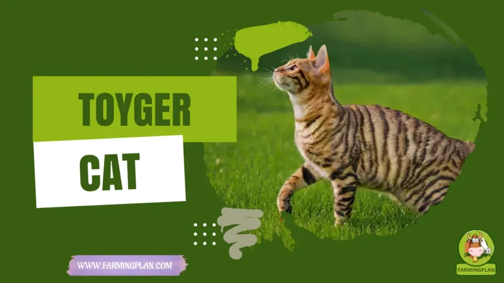 toyger cat