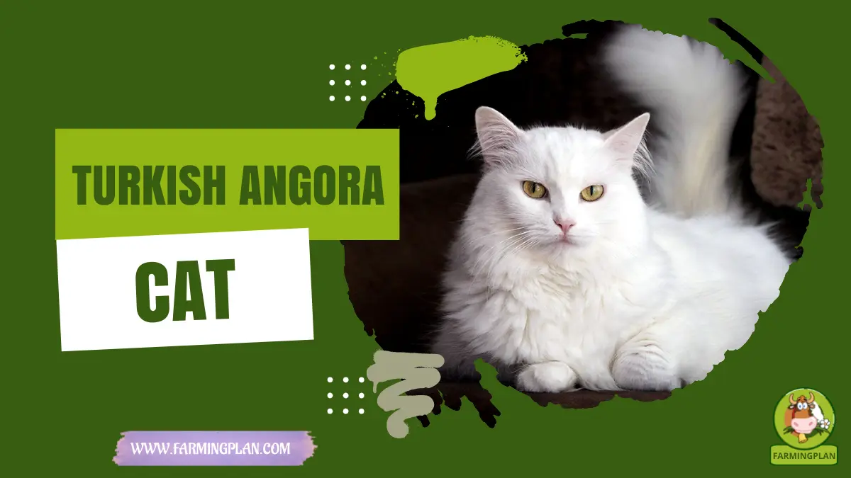 turkish angora cat