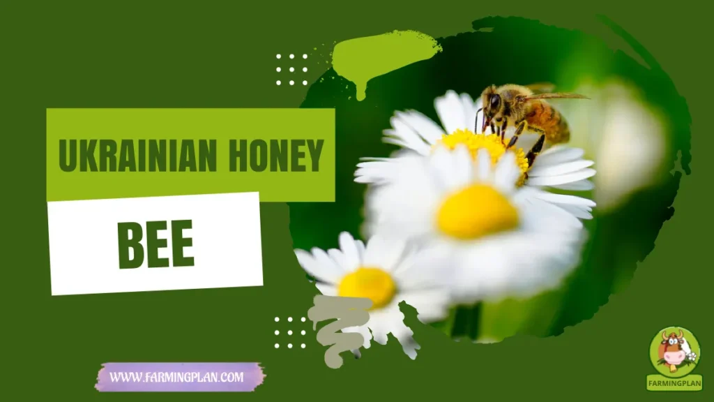 ukrainian honey bee