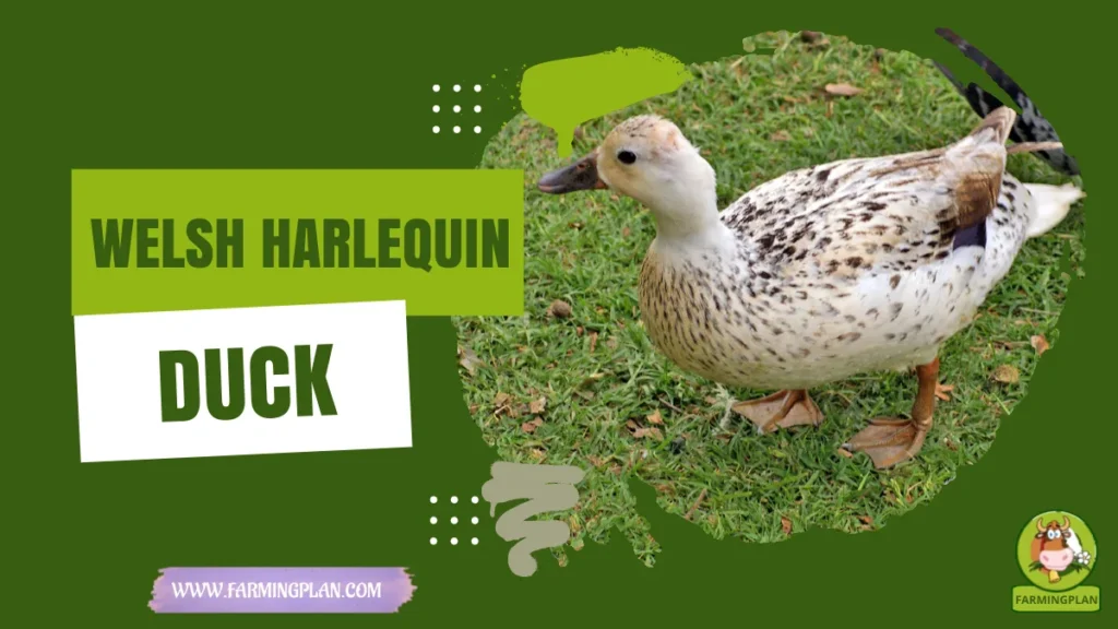 Welsh Harlequin Duck