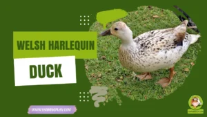 Welsh Harlequin Duck
