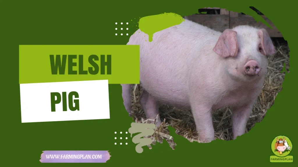 welsh pig
