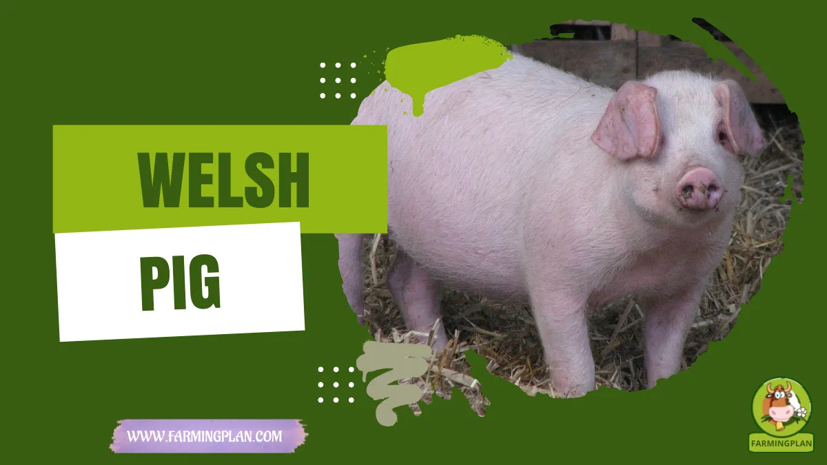 welsh pig