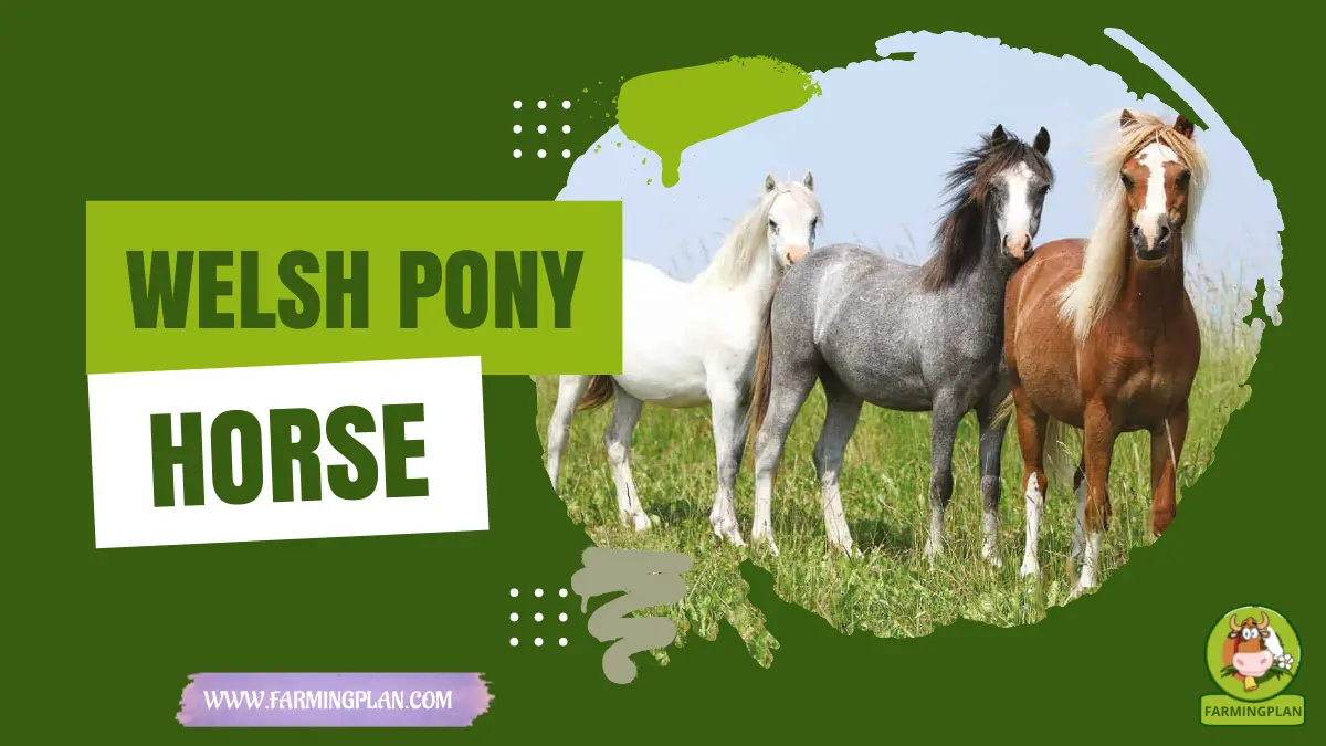 welsh pony horse