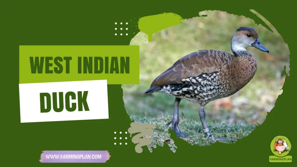 west indian duck