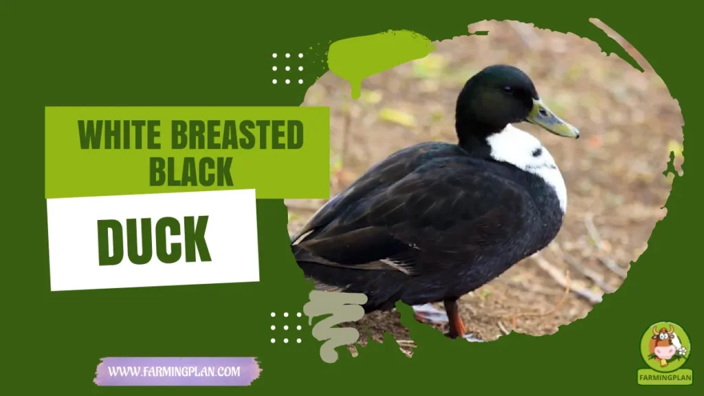 White-breasted black Duck