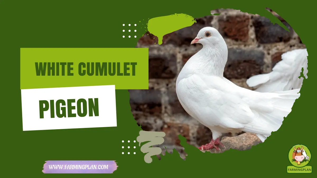a white cumulet pigeon