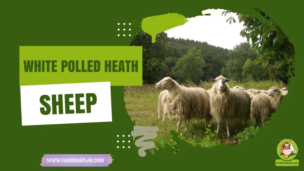 White Polled Heath Sheep
