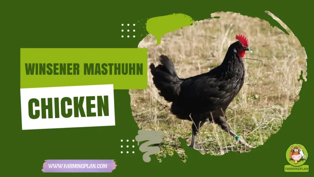 winsener masthuhn chicken