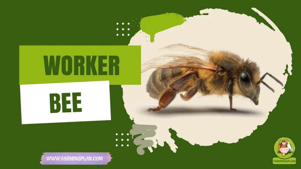 Worker Bee