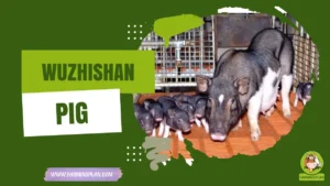 wuzhishan pig