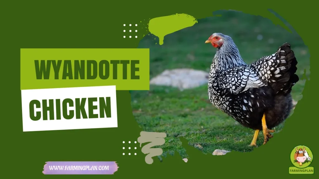 wyandotte chicken