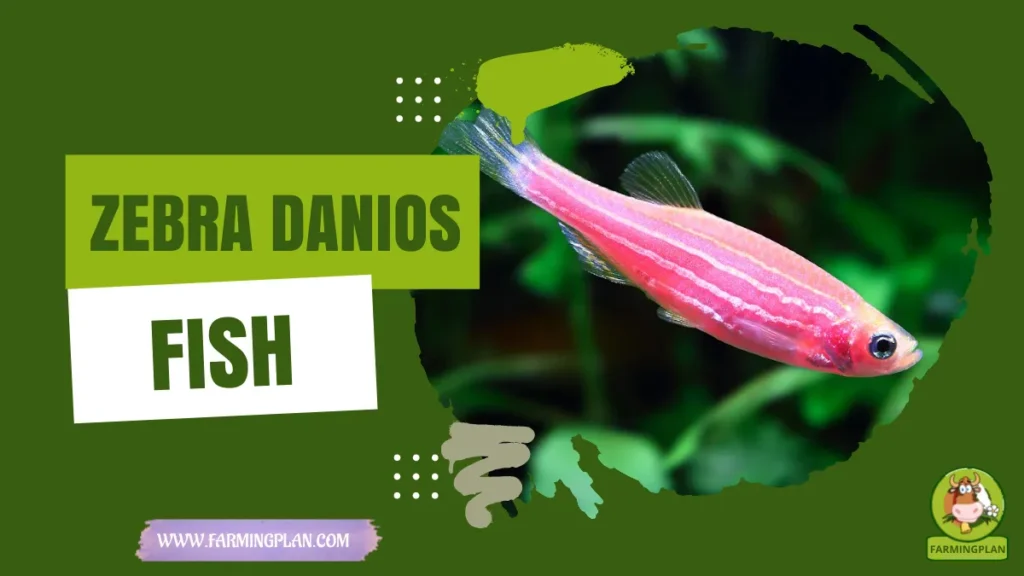 zebra danios fish