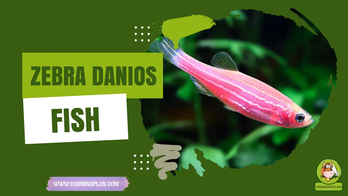 zebra danios fish