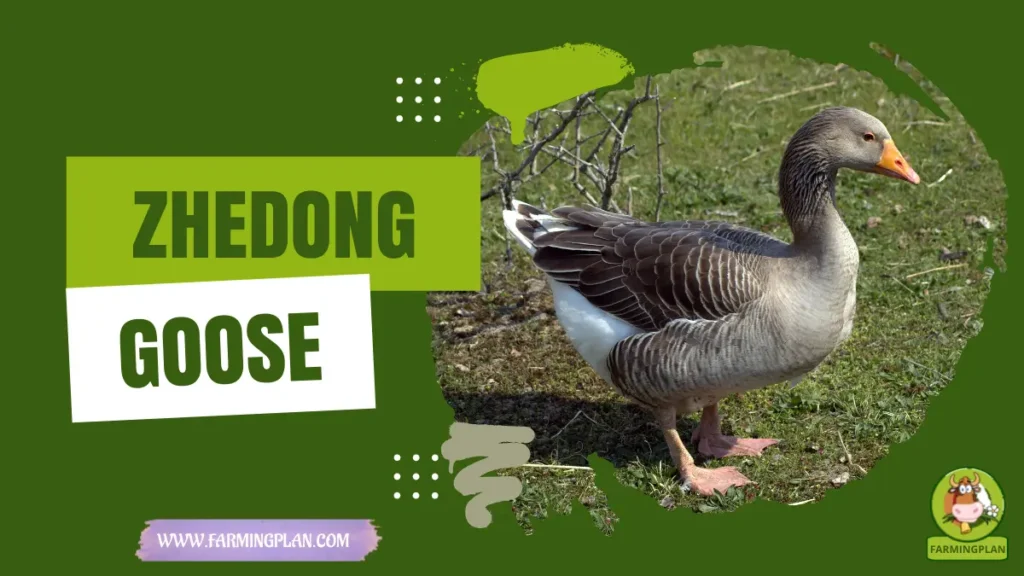 zhedong goose