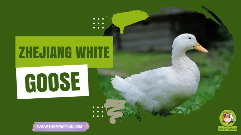 Zhejiang White Goose